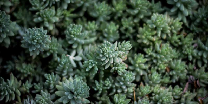 5帮1志愿服务：社区支持与互助服务在基层治理中的创新实践