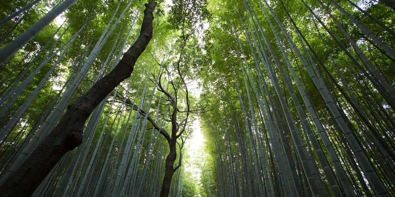 5帮1模式与技能交换：如何构建社区心理支持网络与邻里情绪互助安全网